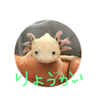 かわいいウーパールーパー スタンプ（個別スタンプ：4）