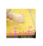 かわいいウーパールーパー スタンプ（個別スタンプ：5）