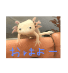 かわいいウーパールーパー スタンプ（個別スタンプ：6）