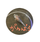 かわいいウーパールーパー スタンプ（個別スタンプ：8）