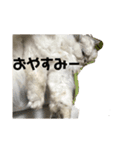 思いを伝えるネコ（個別スタンプ：2）