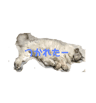 思いを伝えるネコ（個別スタンプ：7）
