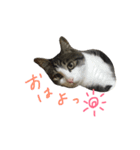 うちのユキチさん（個別スタンプ：1）