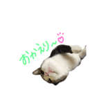 うちのユキチさん（個別スタンプ：9）