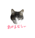 うちのユキチさん（個別スタンプ：15）