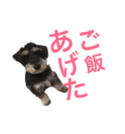 ルークがいる生活（個別スタンプ：2）