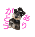 ルークがいる生活（個別スタンプ：5）