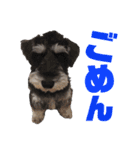 ルークがいる生活（個別スタンプ：6）