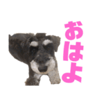 ルークがいる生活（個別スタンプ：10）