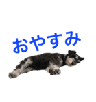 ルークがいる生活（個別スタンプ：11）