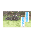 ルークがいる生活（個別スタンプ：21）