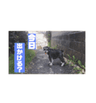 ルークがいる生活（個別スタンプ：22）