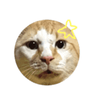 ゆきちスタンプ第1弾（個別スタンプ：2）