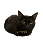 パンちん（個別スタンプ：1）