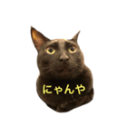 パンちん（個別スタンプ：8）