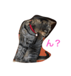 可愛い猫達！第1弾！（個別スタンプ：1）
