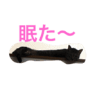 可愛い猫達！第1弾！（個別スタンプ：2）