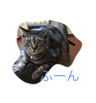 可愛い猫達！第1弾！（個別スタンプ：4）