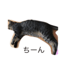 可愛い猫達！第1弾！（個別スタンプ：5）