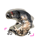 可愛い猫達！第1弾！（個別スタンプ：8）