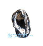 可愛い猫達！第1弾！（個別スタンプ：10）
