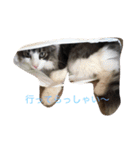 可愛い猫達！第1弾！（個別スタンプ：11）