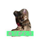 可愛い猫達！第1弾！（個別スタンプ：15）
