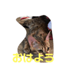 可愛い猫達！第1弾！（個別スタンプ：16）