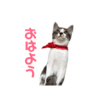 ねこ様。（個別スタンプ：1）