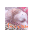私の可愛い娘達です！！！！（個別スタンプ：7）