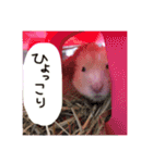 私の可愛い娘達です！！！！（個別スタンプ：22）