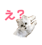 チンチラシルバーの双子ちゃん（個別スタンプ：3）