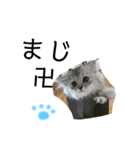 チンチラシルバーの双子ちゃん（個別スタンプ：13）