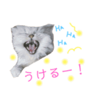 チンチラシルバーの双子ちゃん（個別スタンプ：19）