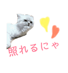 チンチラシルバーの双子ちゃん（個別スタンプ：22）