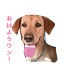 むぎちゃんスタンプ！！（個別スタンプ：1）