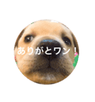むぎちゃんスタンプ！！（個別スタンプ：3）