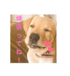 むぎちゃんスタンプ！！（個別スタンプ：7）