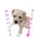 むぎちゃんスタンプ！！（個別スタンプ：8）