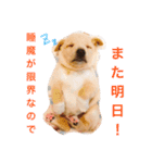 むぎちゃんスタンプ！！（個別スタンプ：11）
