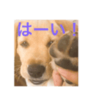 むぎちゃんスタンプ！！（個別スタンプ：16）