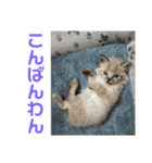 今泉家の家族集合（個別スタンプ：2）