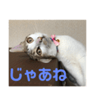 今泉家の家族集合（個別スタンプ：5）