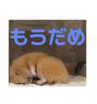 今泉家の家族集合（個別スタンプ：7）