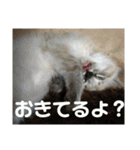 今泉家の家族集合（個別スタンプ：11）