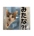 今泉家の家族集合（個別スタンプ：12）