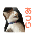 今泉家の家族集合（個別スタンプ：13）
