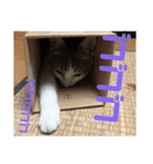 今泉家の家族集合（個別スタンプ：14）