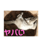 今泉家の家族集合（個別スタンプ：15）
