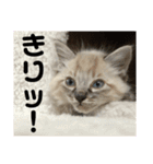 今泉家の家族集合（個別スタンプ：18）